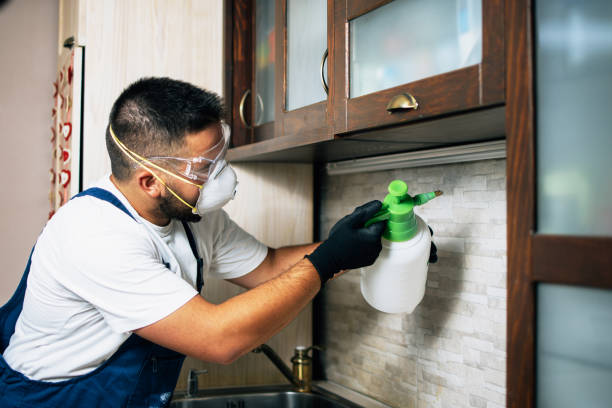 Best Flea Control Services  in Mokena, IL