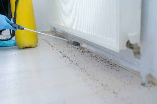 Best Local Pest Control Services  in Mokena, IL