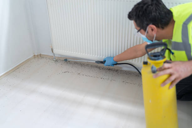 Wasp Removal Services in Mokena, IL
