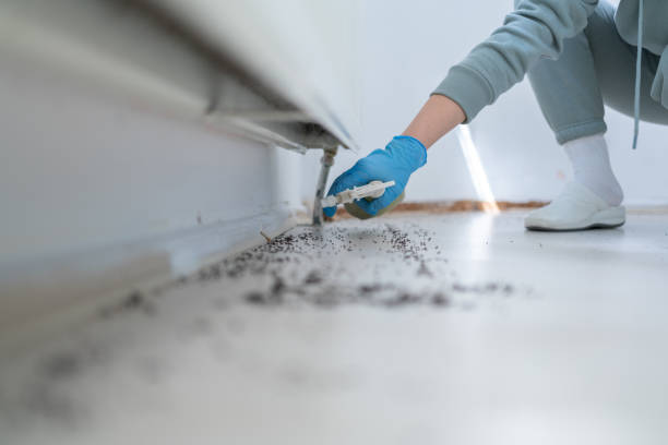 Best Affordable Pest Control Services  in Mokena, IL